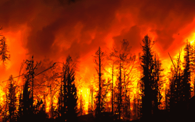 DeBofsky Law Stands with Maui Wildfire Victims